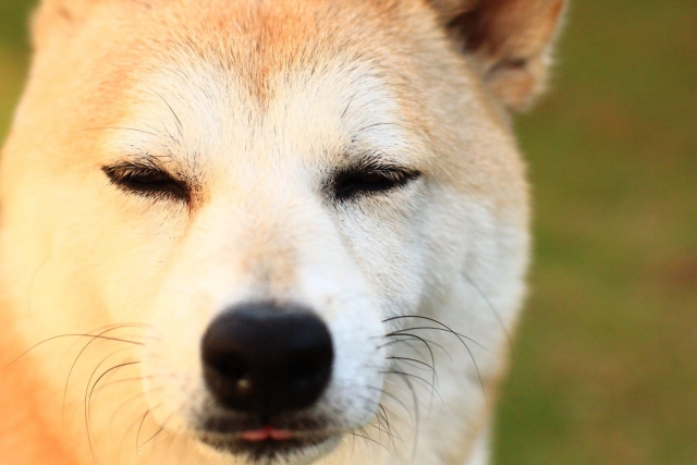 柴犬のアップ