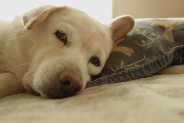 犬-疲れた表情