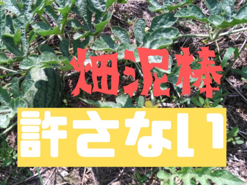 野菜泥棒許さない