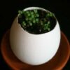 たまごを割って育てる観葉植物(eggling)