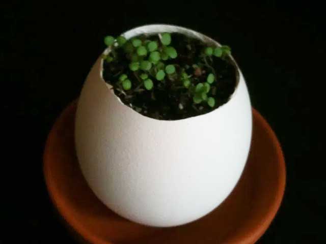 たまごを割って育てる観葉植物(eggling)