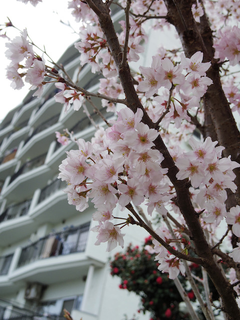 PENTAX Q-S1で撮影桜の花びら