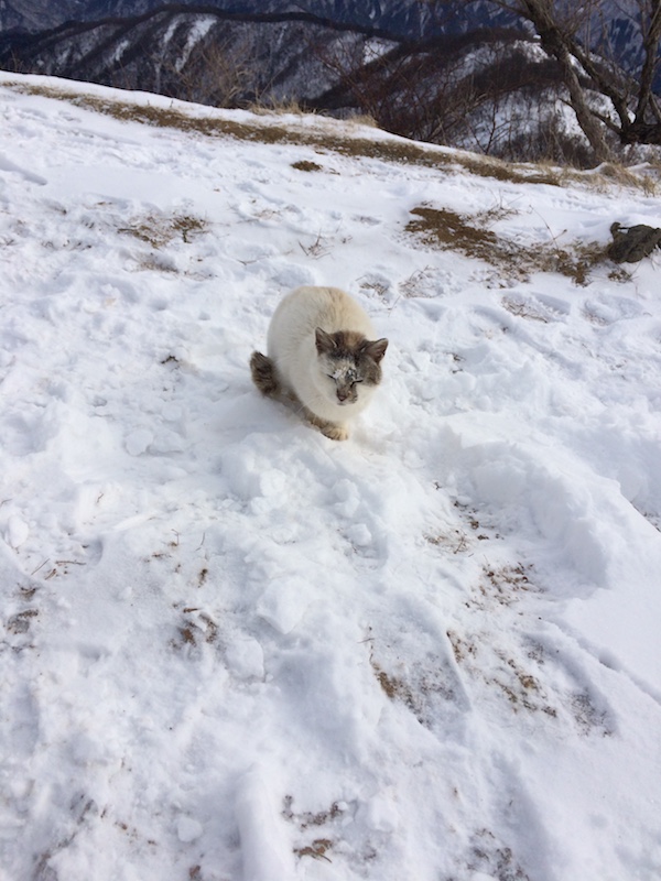 塔ノ岳・丹沢山登山残雪山小屋の猫