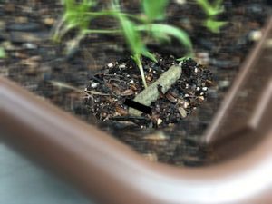 ガーデニングレタス蛾の幼虫に食べられる
