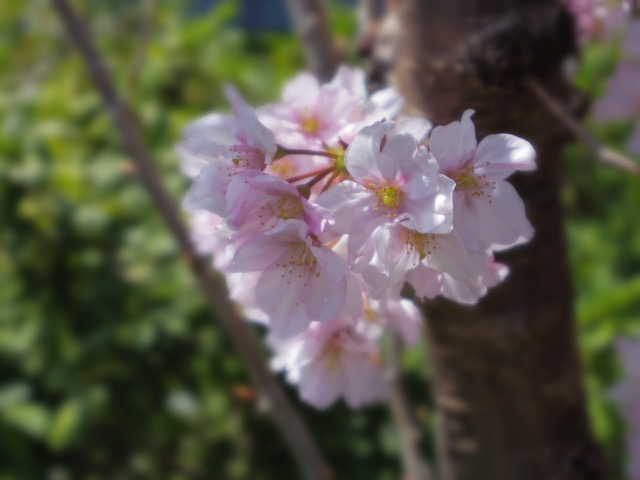 PENTAX Q-S1で撮影BCモード桜の花びら