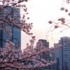 青山霊園の桜とビル