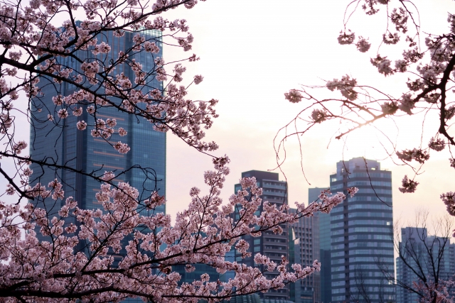 青山霊園の桜とビル