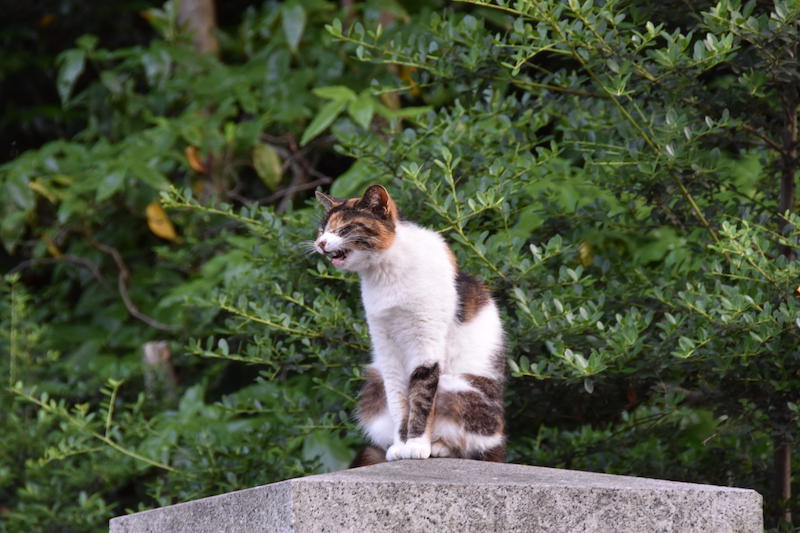 靖国神社のシーサー猫