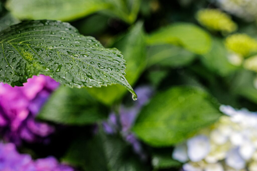 梅雨あじさいの葉っぱ